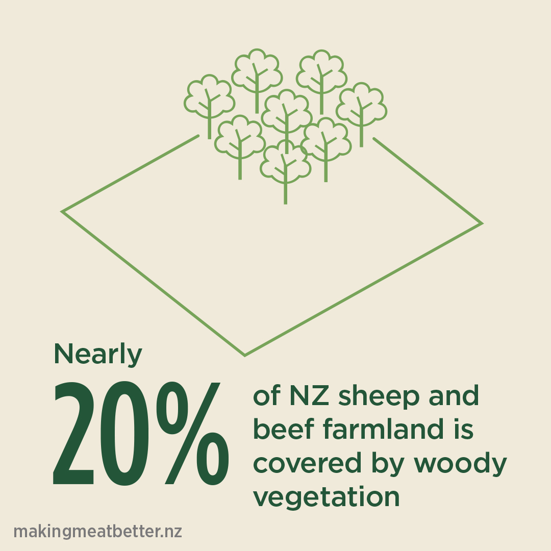 a square plot of land with a group of trees and the text: nearly 20% of NZ sheep and beef farmland is covered by woody vegetation.  
