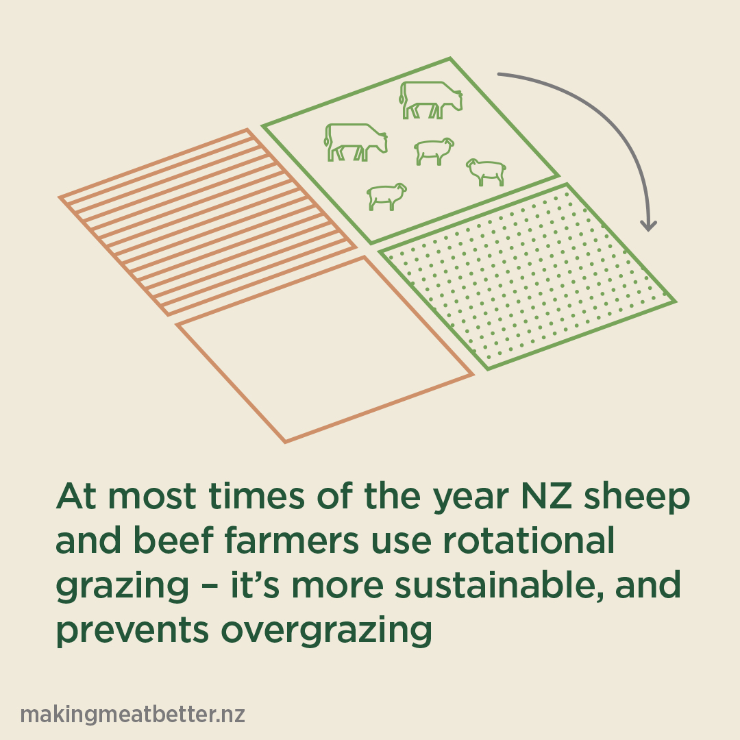 four plots of land one with sheep moving to the next plot. With text: At most times of the year NZ sheep and beef farmers use rotational grazing- it’s more sustainable, and prevents overgrazing.  