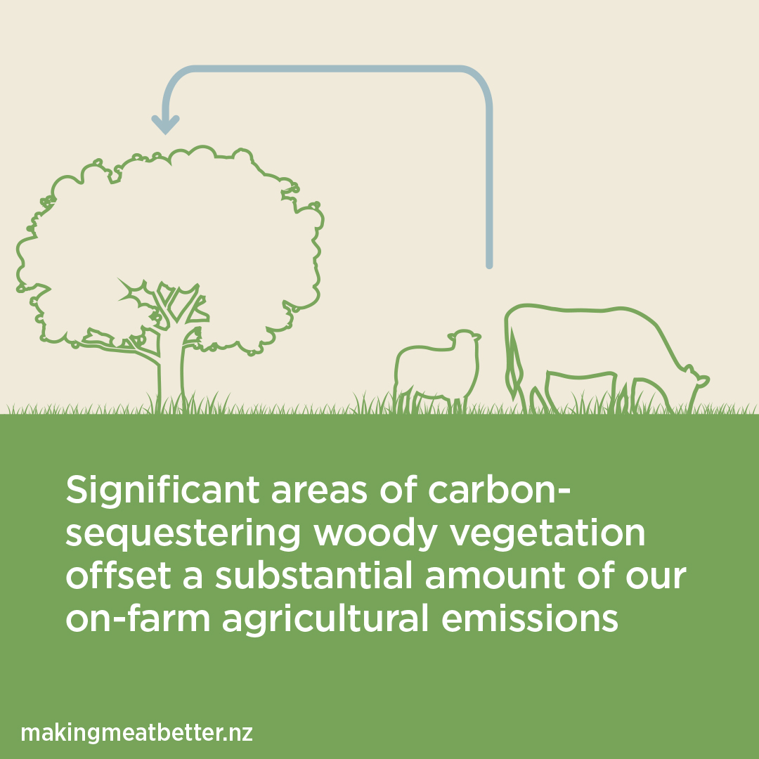 Significant  areas of carbon-sequestering woody vegetation offset a substantial amount of our on-farm agricultural emissions 