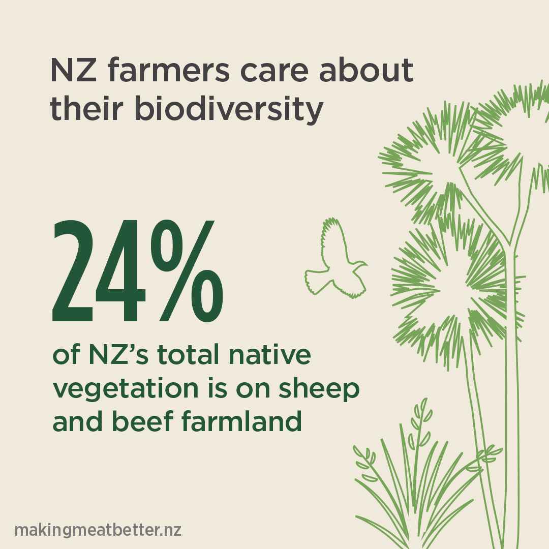 NZ native plants and bird with text: NZ farmers care about their biodiversity 24% of Nz’s total native vegetation is on sheep and beef farmland 