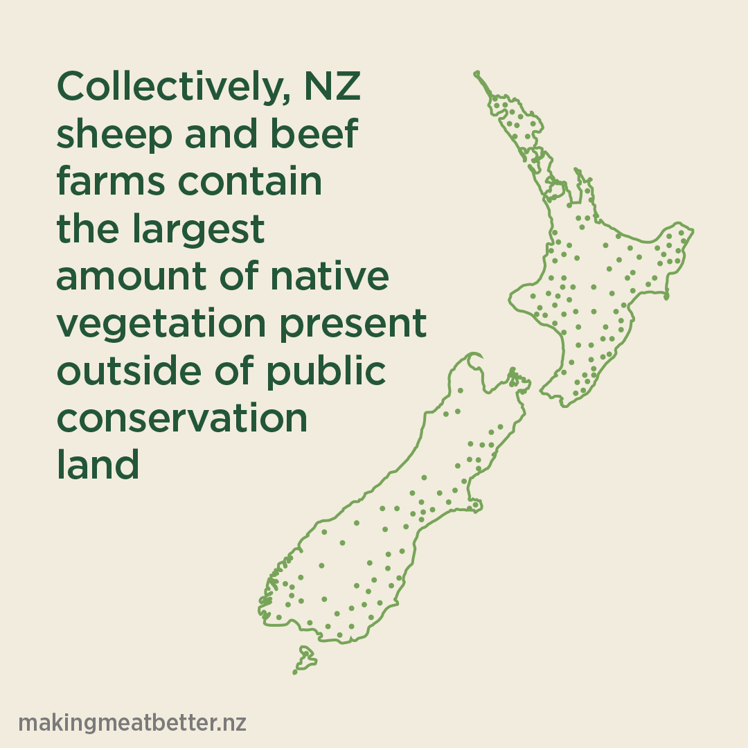 The outline of NZ filled with dots with the text: Collectively, NZ sheep and beef farms contain the largest amount of native vegetation present outside of public conservation land. 