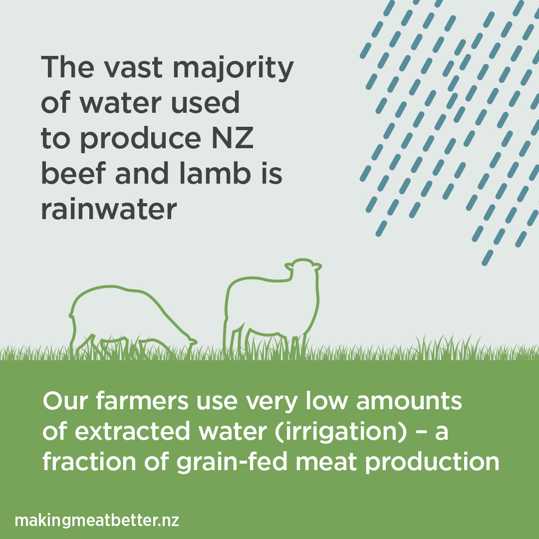 sheep on pasture in the rain with text: The vast majority of water used to produce NZ beef and lamb is rainwater. Our farmers use very low amounts of extracted water (irrigation)- a fraction of grain-fed meat production. 