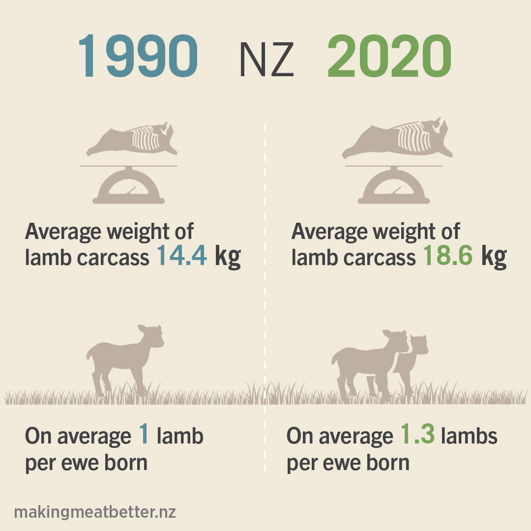 comparison between 1990 on left and 2020 on left with in 1990 a scale of meat with average weight of 14.4kg and 1 lamb and on right in 2020 a scale of meat with average weight of 18.6kg and 1.3 lambs. With text: in 1990, the average weight of a lamb carcass was 14.4kg and on average 1 lamb per ewe was born. in 2020, the average weight of a lamb carcass was 18.6 and on average 1.3 lamb per ewe was born. 