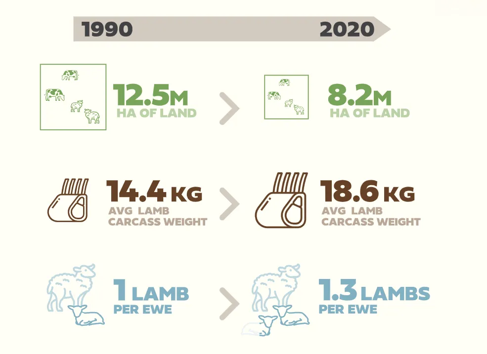 Infographic comparing sheep farming from 1990 to 2020. Land used decreases from 12.5 million hectares to 8.2 million hectares. Average lamb carcass weight increases from 14.4 kg to 18.6 kg. Lambs per ewe increase from 1 lamb to 1.3 lambs.
